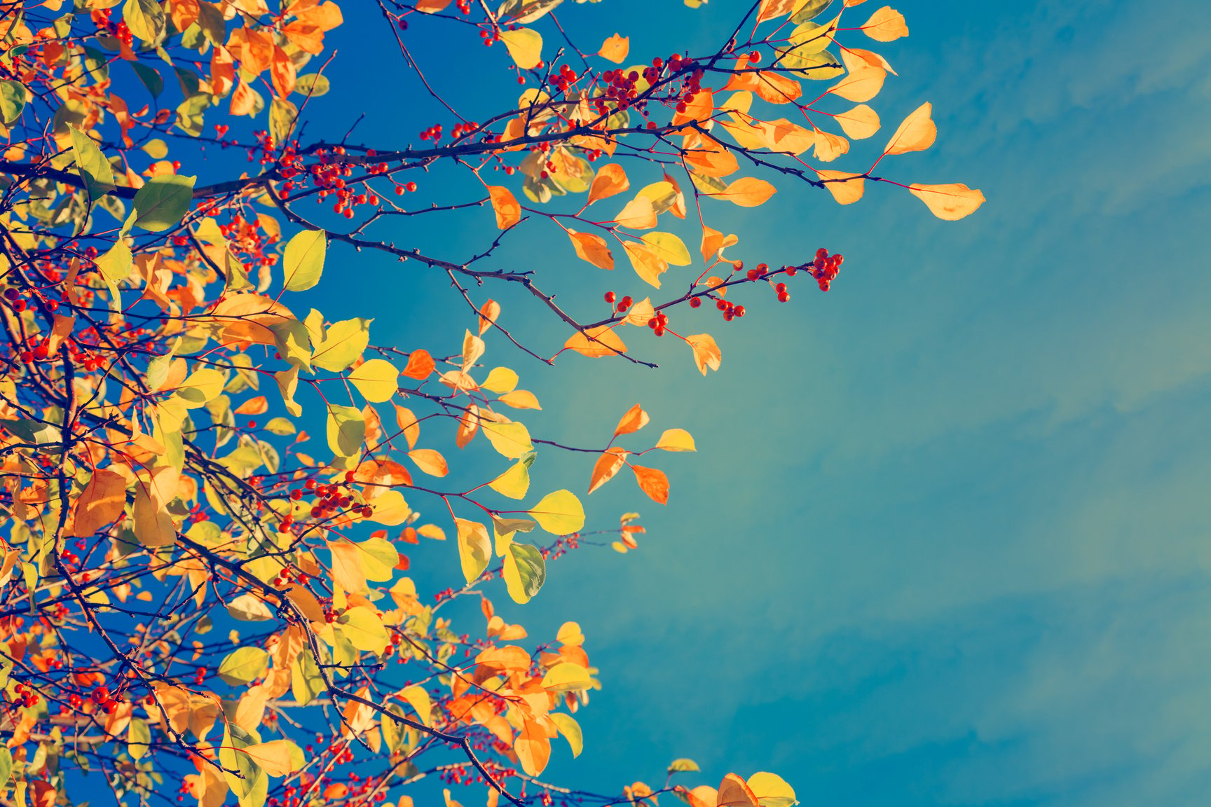 Fall tree background